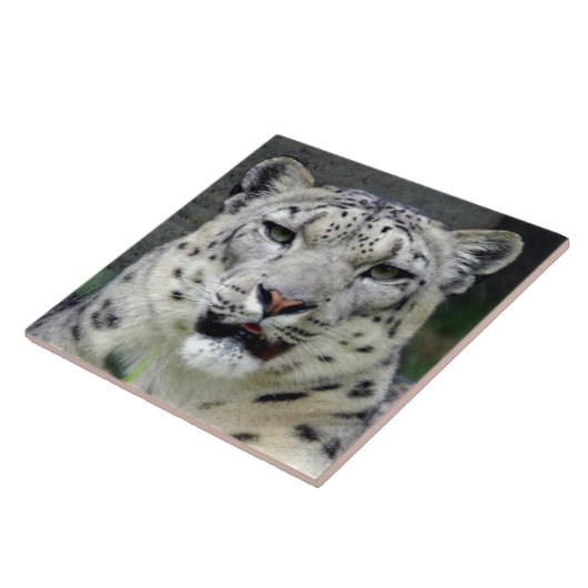 snow-leopard10x10 fliese (Seite)