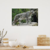 Snow Leopard 2 Poster (Küche)