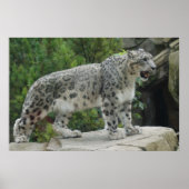 Snow Leopard 2 Poster (Vorne)