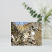 Snow Leopard am Ausblick Postkarte (Stehend Vorderseite)