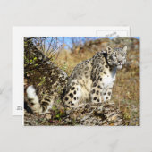 Snow Leopard am Ausblick Postkarte (Vorne/Hinten)