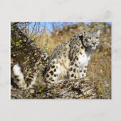 Snow Leopard am Ausblick Postkarte (Vorderseite)