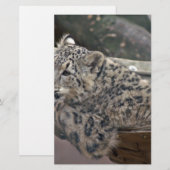 Snow Leopard Briefpapier (Vorne/Hinten)