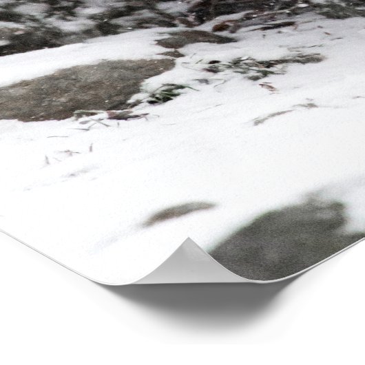 Snow Leopard Brothers Walking Poster (Ecke)