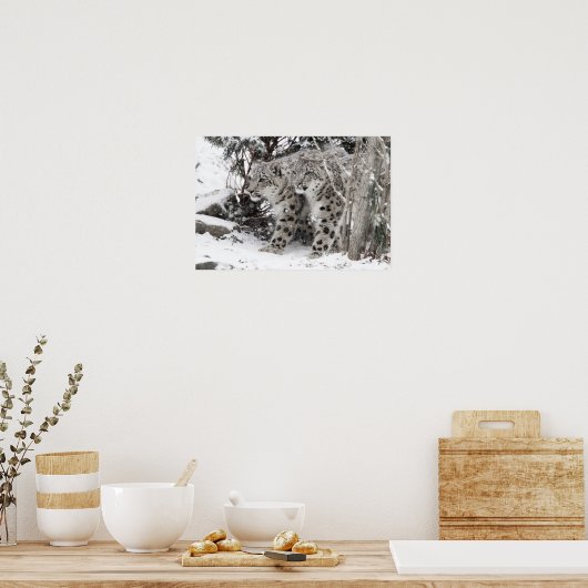 Snow Leopard Brothers Walking Poster (Küche)