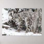 Snow Leopard Brothers Walking Poster (Vorne)