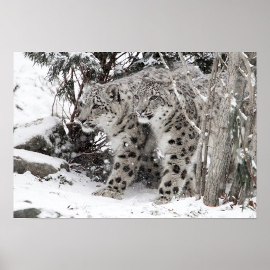 Snow Leopard Brothers Walking Poster (Vorne)