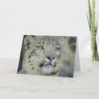 Snow Leopard Close Up Karte