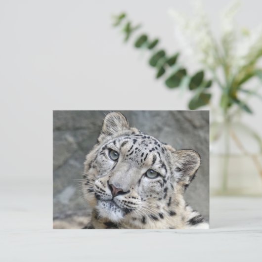 Snow Leopard Closeup Face Postkarte (Stehend Vorderseite)