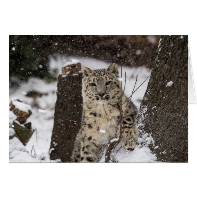 Snow Leopard Cub (Vorderseite (Horizontal))