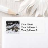 Snow Leopard Cub (Insitu)