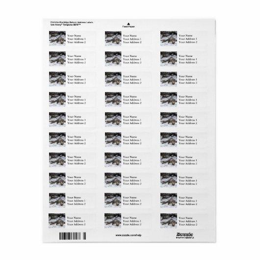 Snow Leopard Cub (Vorne)