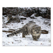 Snow Leopard Cub Fotodruck (Vorne)