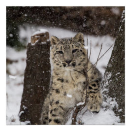 Snow Leopard Cub Poster