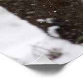 Snow Leopard Cub Poster (Ecke)