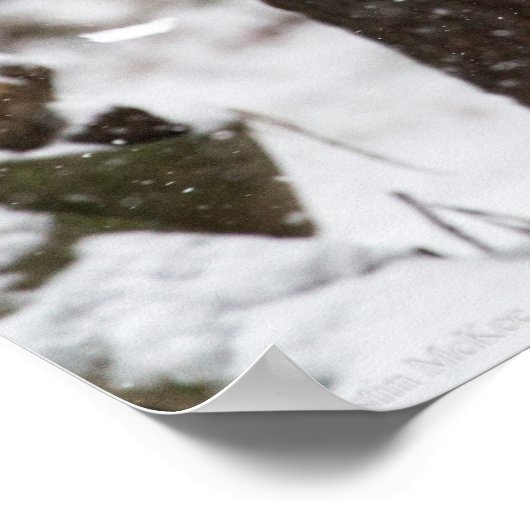 Snow Leopard Cub Poster (Ecke)