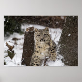 Snow Leopard Cub Poster (Vorne)