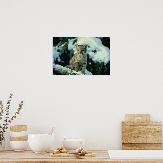 Snow Leopard Cub Poster (Küche)