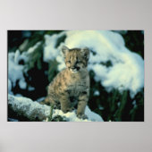 Snow Leopard Cub Poster (Vorne)