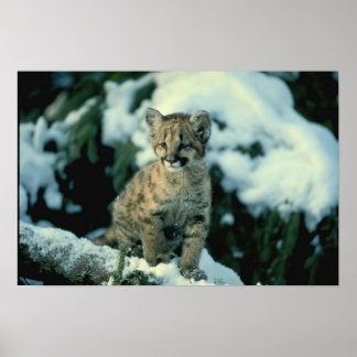 Snow Leopard Cub Poster