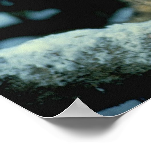 Snow Leopard Cub Poster (Ecke)