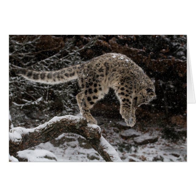 Snow Leopard Cub Pounce (Vorderseite (Horizontal))