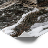 Snow Leopard Cub Pounce Poster (Ecke)