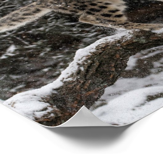 Snow Leopard Cub Pounce Poster (Ecke)