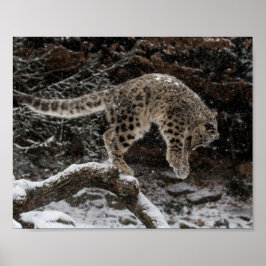 Snow Leopard Cub Pounce Poster