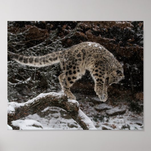 Snow Leopard Cub Pounce Poster (Vorne)