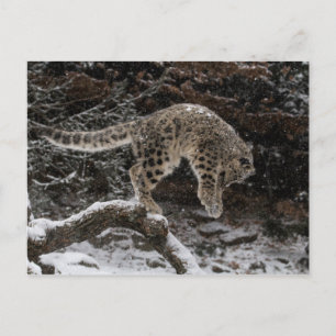 Snow Leopard Cub Pounce Postkarte