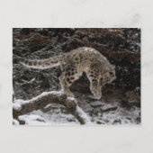 Snow Leopard Cub Pounce Postkarte (Vorderseite)