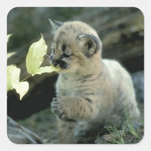 Snow Leopard Cub Quadratischer Aufkleber (Vorderseite)