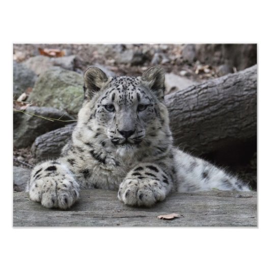 Snow Leopard Cub sitzend Fotodruck (Vorne)