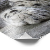 Snow Leopard Cub sitzend Fotodruck (Ecke)