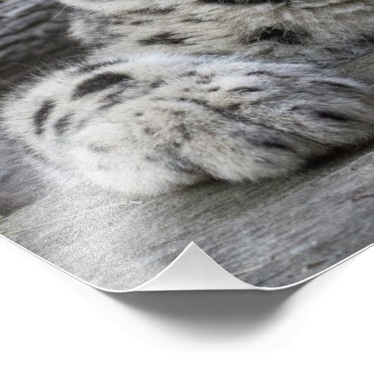 Snow Leopard Cub sitzend Fotodruck (Ecke)