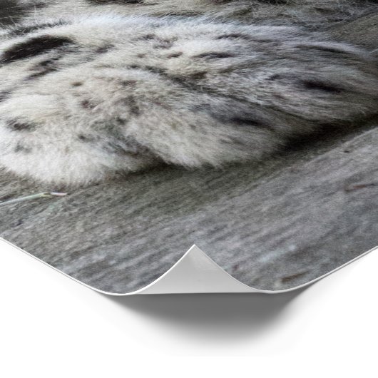 Snow Leopard Cub sitzend Poster (Ecke)
