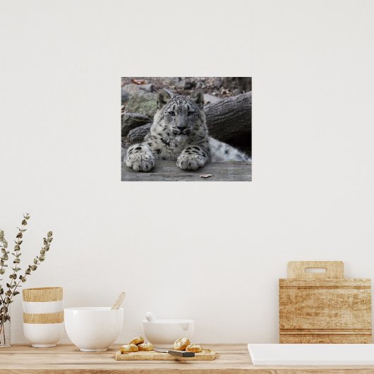 Snow Leopard Cub sitzend Poster (Küche)