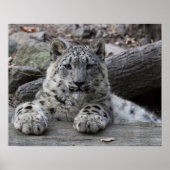 Snow Leopard Cub sitzend Poster (Vorne)