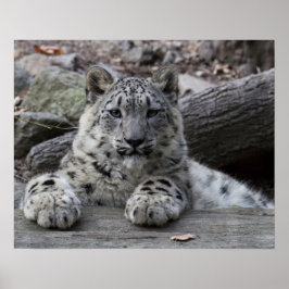 Snow Leopard Cub sitzend Poster