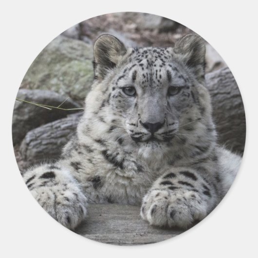 Snow Leopard Cub sitzend Runder Aufkleber (Vorderseite)