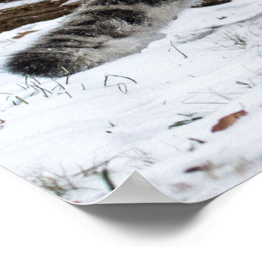 Snow Leopard Cub Stalking Birds Poster (Ecke)