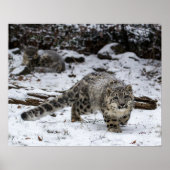 Snow Leopard Cub Stalking Birds Poster (Vorne)