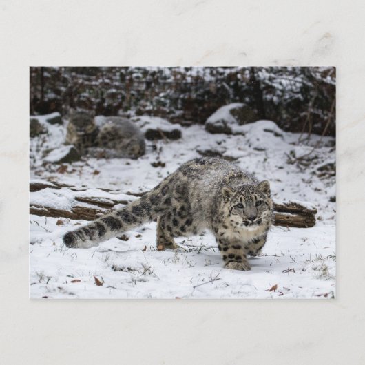 Snow Leopard Cub Stalking Birds Postkarte (Vorderseite)