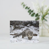 Snow Leopard Cub Stalking Birds Postkarte (Stehend Vorderseite)