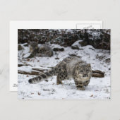 Snow Leopard Cub Stalking Birds Postkarte (Vorne/Hinten)