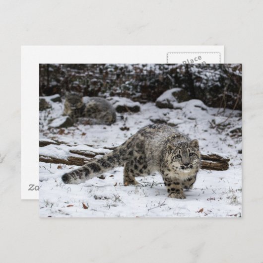 Snow Leopard Cub Stalking Birds Postkarte (Vorne/Hinten)
