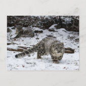 Snow Leopard Cub Stalking Birds Postkarte (Vorderseite)