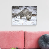 Snow Leopard Cub Stalking Leinwanddruck (Insitu (Wohnzimmer))