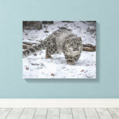 Snow Leopard Cub Stalking Leinwanddruck (Insitu (Holzboden))
